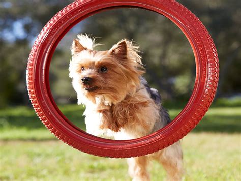 Purina ONE® для собак малих порід | Purina