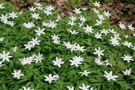 Ветреница дубравная (Anemone nemorosa)