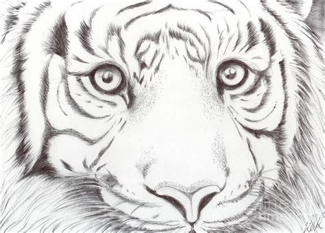 Free Drawing Animals, Download Free Drawing Animals png images, Free ...