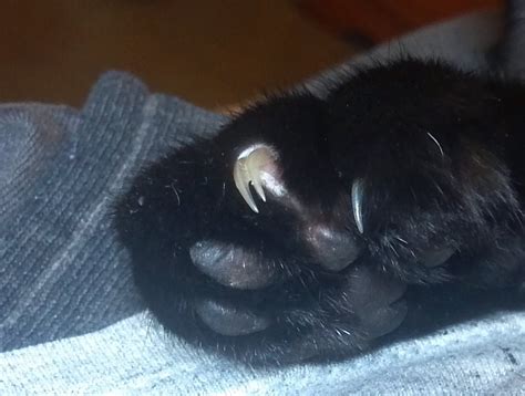 My Cat Has A Fused Nail Her Brother Has 6 Toes So This Is Where The