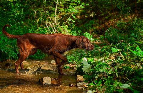 Irish setter hunting stock photo. Image of park, bark - 26818684