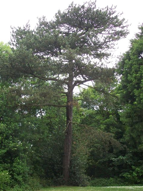 Pinus nigra | Plants Direct – Victoria, BC