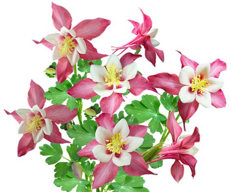 Flori Roz Columbine Fotografie gratuită pe Pixabay Pixabay