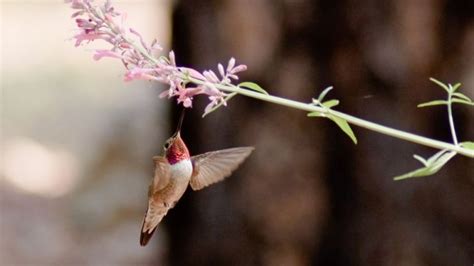 When Do Hummingbirds Lay Eggs - Nesting To Fledging Babies