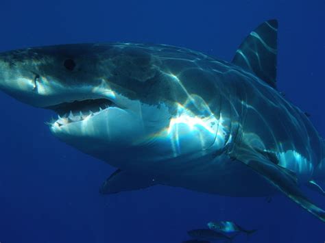Top 6 Most Dangerous Sharks in the World - Owlcation