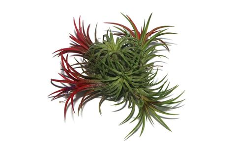 How Long Do Air Plants Live Lifespan Explained Seeds N Flowers