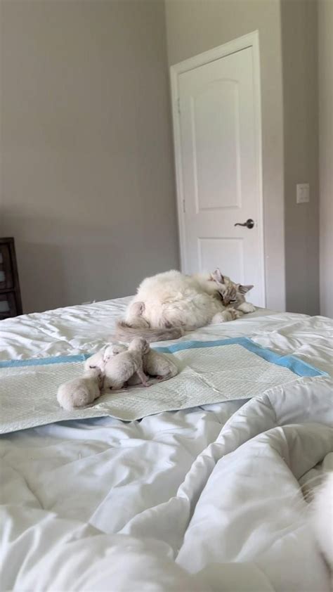 Ragdoll Cat Colors And Patterns Ultimate Guide With Pictures