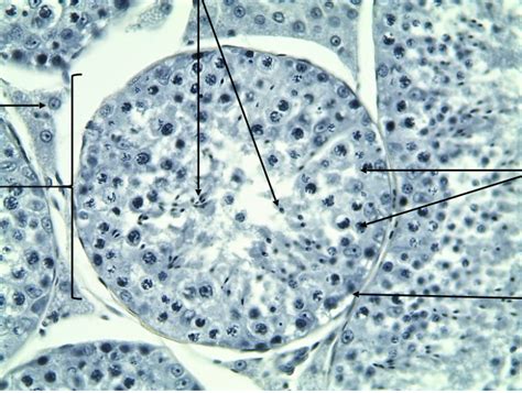 Seminiferous Tubules Diagram Quizlet