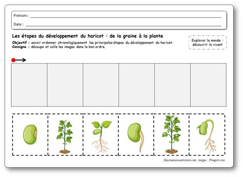 Images séquentielles : de la graine à la plante de haricot
