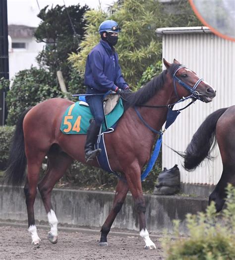 【pog】フロムナウオン 1週前に先輩実力馬と動き互角以上 陣営「期待大きい」競馬・レースデイリースポーツ Online