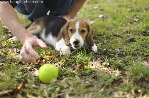 Beagle Chiot Tout Sur Ce Bébé Chien Comportement Photos