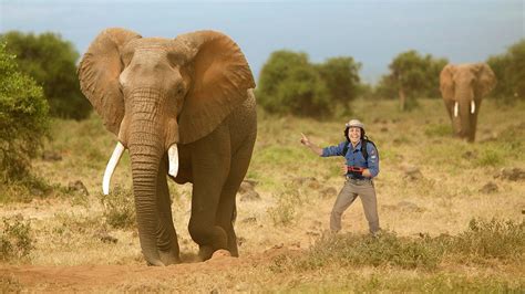 Andys Wild Adventures - Series 1: 2. Elephants - Signed - BBC iPlayer