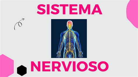 SOLUTION Neurociencias Tema 3 Sistema Nervioso Studypool