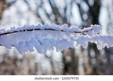 Naked Branches Bushes Trees Winter Note Stock Photo Shutterstock