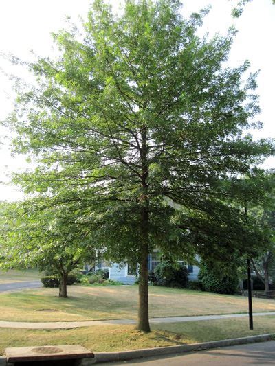 Street Tree Care | Hagerstown, MD - Official Website