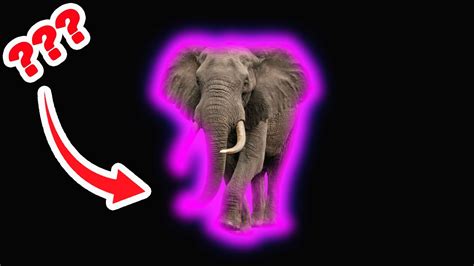 Elephant Sound Variations In Seconds Youtube