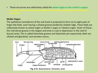 Amphioxus -alimentary canal, circulatory canal ,Execratory canal | PPT