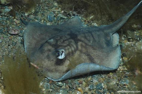 urolophus orarius coastal stingaree reef life survey