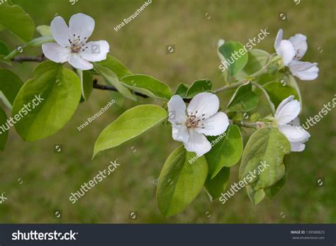 31 Cydonia Vulgaris Images, Stock Photos & Vectors | Shutterstock