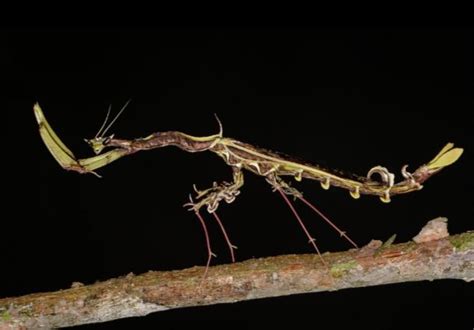 dragon mantis  malaysia rdamnthatsinteresting