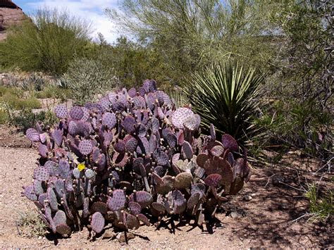 Fotos Gratis Paisaje Naturaleza Al Aire Libre Arena Rock Cactus