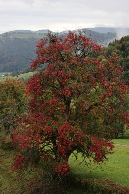 Herbstbaum Rote Blätter Kostenloses Foto auf Pixabay Pixabay