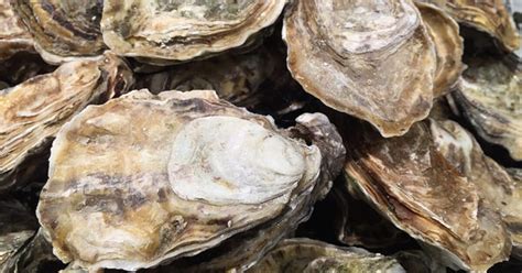 oyster breeding wins research award  fish site