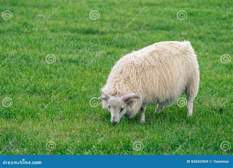 Icelandic Sheep Stock Image Image Of Outdoors Mutton 83603969