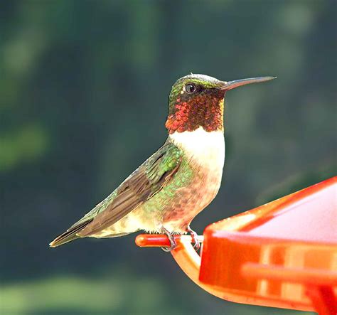 Ruby-throated Hummingbird