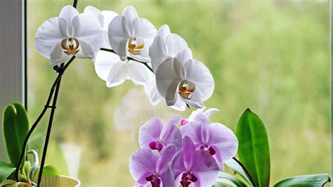 Orchideen unbedingt schneiden Trick sorgt für viele neue Blüten