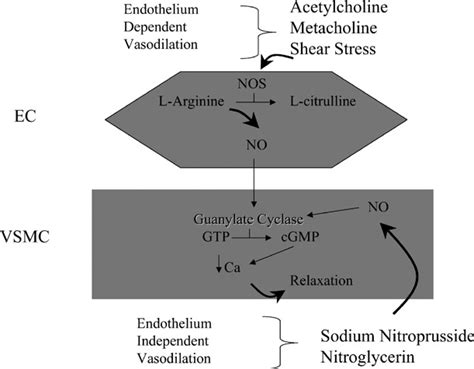 The nitric oxide pathway is central in vascular health and disease. It ...