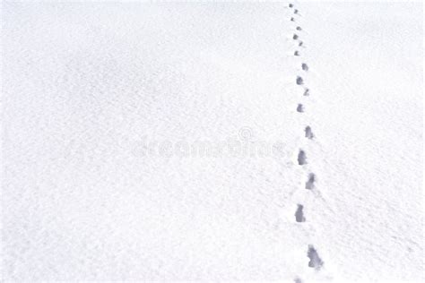 Animal tracks in the snow stock photo. Image of rabbit - 131499658