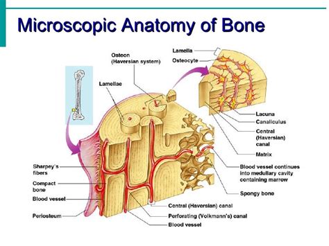 bone microscopic anatomy diagram quizlet