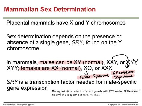 Genetics Mammalian Sex Determination Placental Mammals Have X And Y Chromosomes Sex Studocu