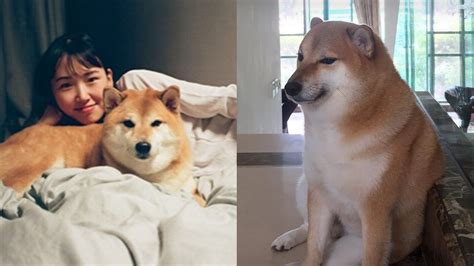 What Happened To Cheems The Shiba Inu Viral Meme Dog Dies