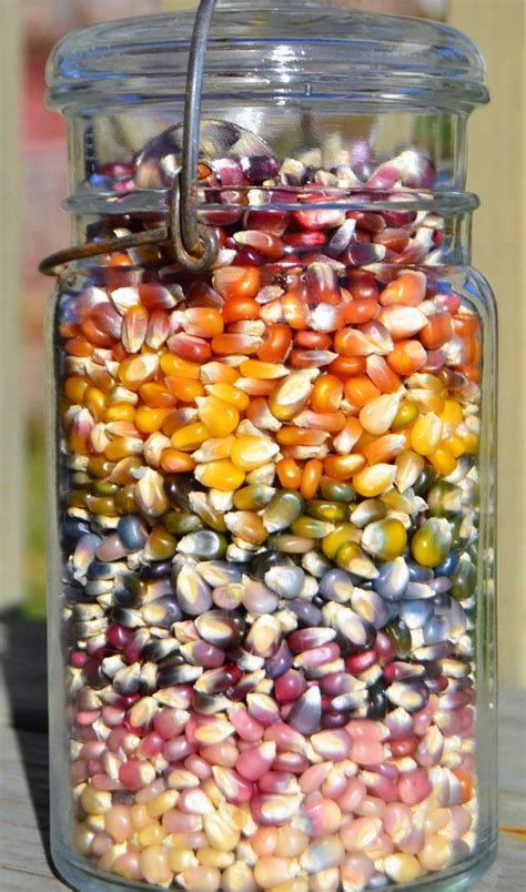 Glass Gem Rainbow Corn Is The Most Beautiful Vegetable Of All Time