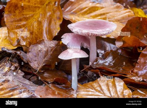 Mycena Rosea Hi Res Stock Photography And Images Alamy