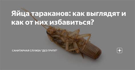 Яйца тараканов: как выглядят и как от них избавиться? | Санитарная ...