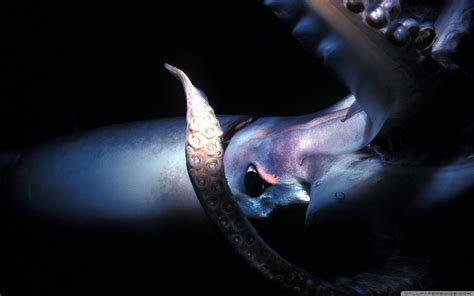 Giant Squid Wallpapers Wallpaper Cave