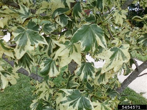 Sweetgum Genus Liquidambar L