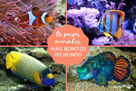 Top Peixes Marinhos Mais Bonitos Do Mundo Fotos