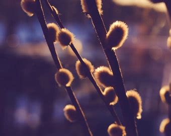Pussy Willow Art Etsy