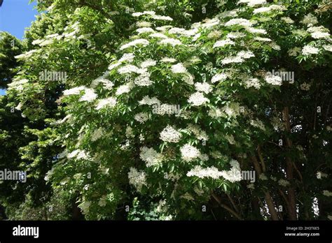 sambucus nigra black elder stock photo alamy