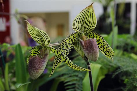 Орхидея пафиопедилум - 77 фото