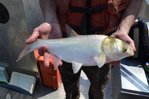Mn Dnr Recommends Asian Carp Barrier At Lock And Dam 1 Friends Of The