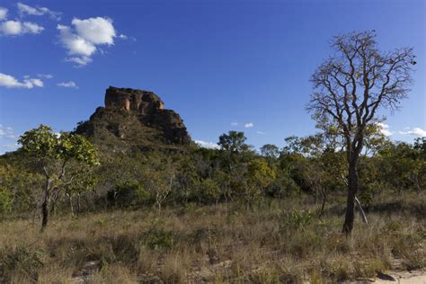 Brazilian Cerrado: the Biodiversity and the Challenges