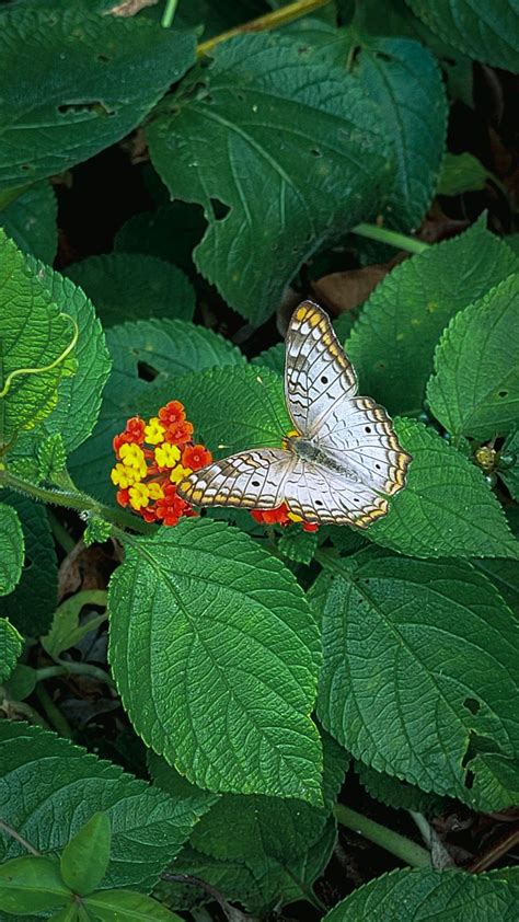 white butterfly  green plant  flowers