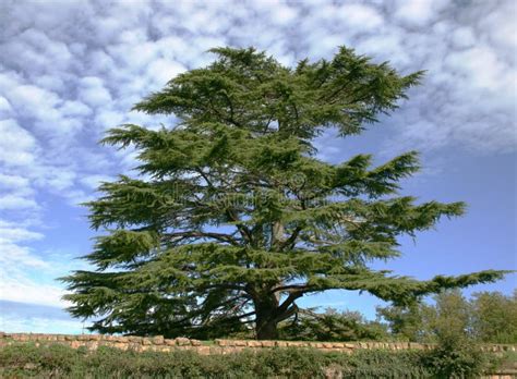 Cedar Of Lebanon Royalty Free Stock Photos Image 1604648