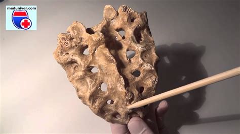 Анатомия крестцовых позвонков (крестца, sacrum) - meduniver.com - YouTube