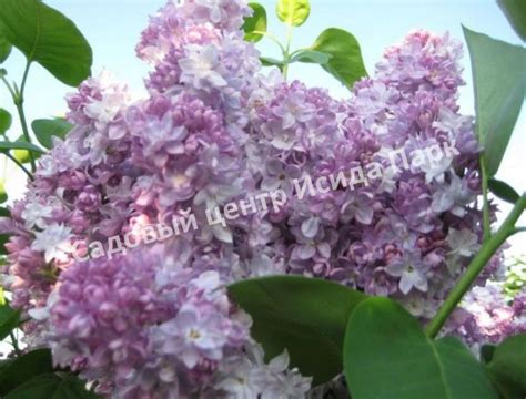 Сирень Оливер де Серрес (Olivier de Serres) саженцы купить в Москве и ...